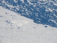 Ice floes Ice floes