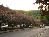 Cherry Trees Cherry Trees