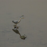img_5383.jpg