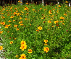 20100905-134954-canon.jpg