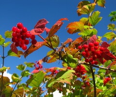 20100905-135858-canon.jpg