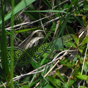 20110520-145848-canon.jpg