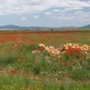 20110521-131143-canon.jpg