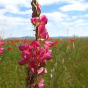 20110521-131403-canon.jpg