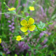 img_0419.jpg
