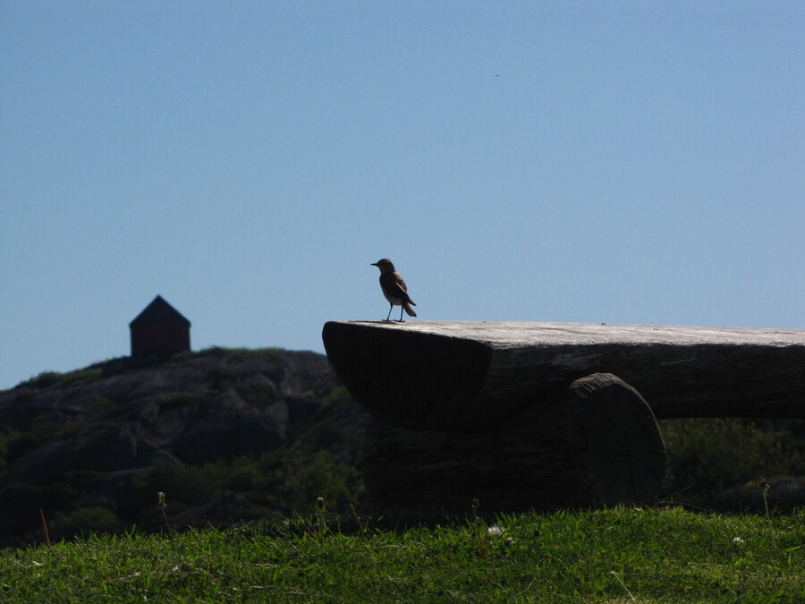 Bird in Stavern