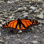 dsc02605.jpg