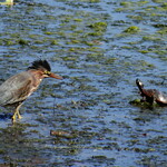 dsc03049.jpg