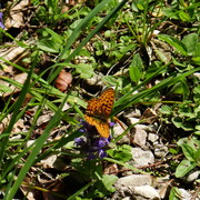 dsc07497.jpg