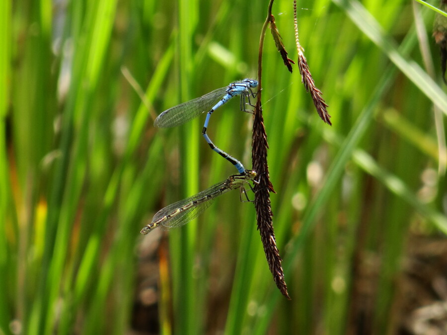 Dragonflies