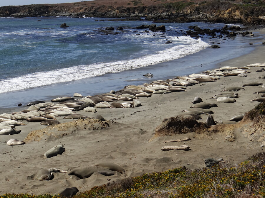 Piedras Blancas Elephant Seal Rookery
