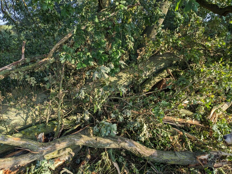 Fallen Oak Tree Fallen Oak Tree