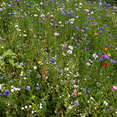 2025-07-09_10-14-07_dsc-hx200v.jpg
